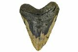 Huge, Fossil Megalodon Tooth - North Carolina #172572-1